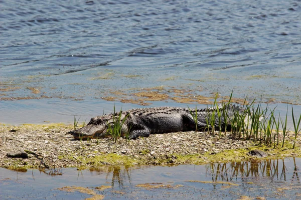 Jacaré descansando — Fotografia de Stock