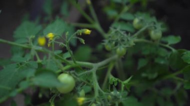 Yeşil dallı yeşil domatesler baharda fidanlıkta yetişir.