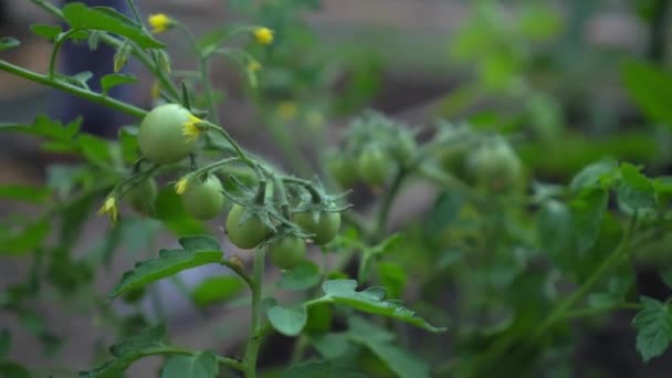 I pomodori freschi verdi su ramo verde crescono su piantagione in primavera. Buon raccolto di deliziosi pomodori in campo. Coltivazione di ortaggi Agricoltura — Video Stock