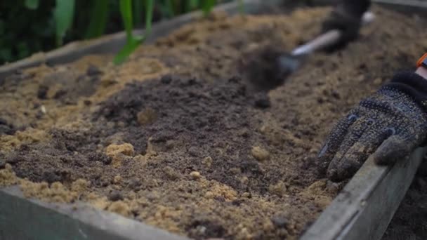 Woman in gardening gloves with smart fitness bracelet loosens humus mixed with sand with small rake in garden. Environmentally friendly products — Stock Video