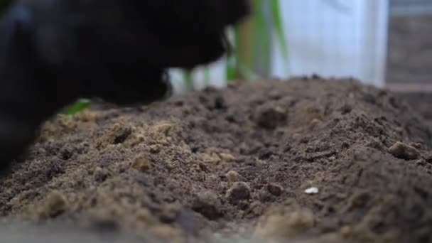 여자들의 손은 작은 갈퀴로 후미를 풀어 준다. 심기 위한 토양 준비. 채소 재배. 환경 친화적 인 제품 — 비디오