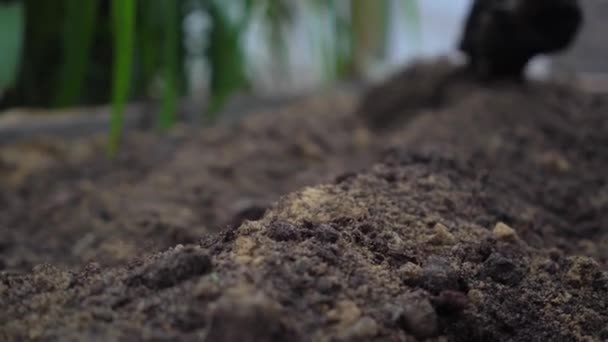 Крупный план гумуса, смешанного с песком, в собственном саду. Подготовка почвы для посадки. Выращиваю овощи. Экологически чистые продукты — стоковое видео