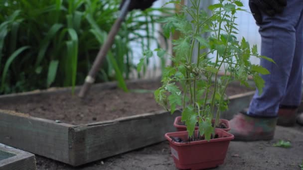 Γυναίκα σηματοδοτεί τρύπες στο έδαφος για τη φύτευση σπορόφυτα λαχανικών. Καλλιεργούν ντομάτες. Προϊόντα φιλικά προς το περιβάλλον. — Αρχείο Βίντεο