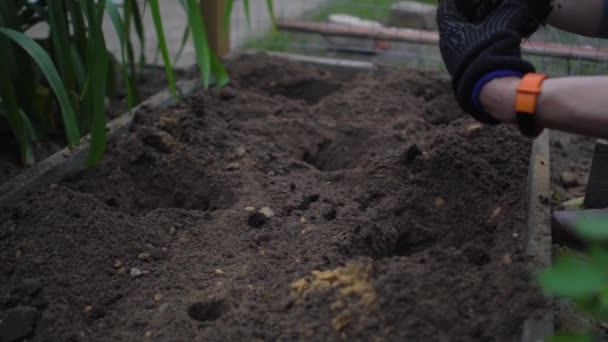 Närbild av kvinnliga händer i trädgårdshandskar med smart fitness armband sätta plantor i hål i sängar jord. Odlar tomater. Miljövänliga produkter. — Stockvideo