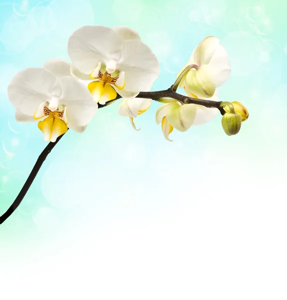 Branch of flowering orchids — Stock Photo, Image
