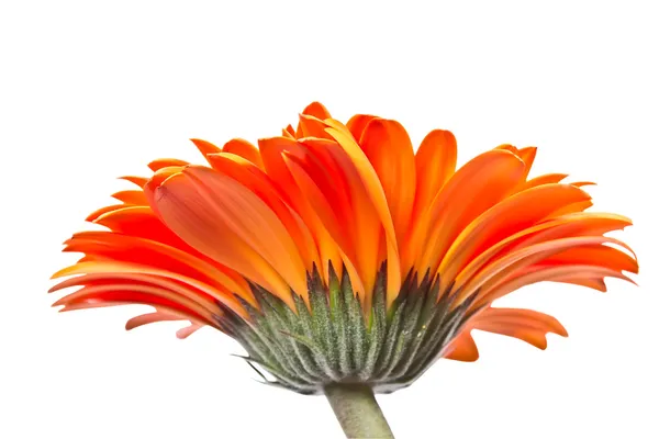 Turuncu gerbera — Stok fotoğraf