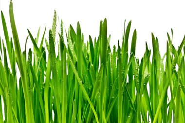 Beyaz arkaplanda izole edilmiş çimenler