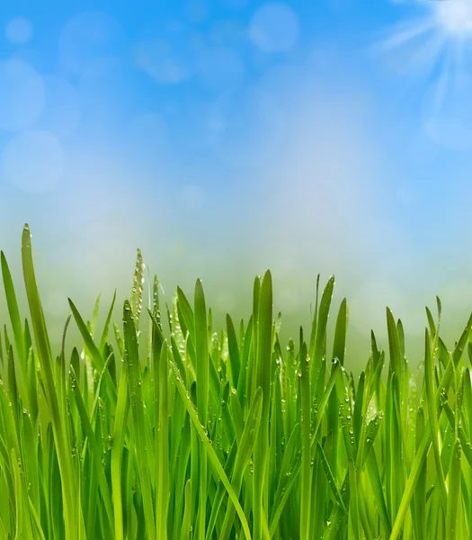 Green grass with drops of dew in the sky — Stock Photo, Image