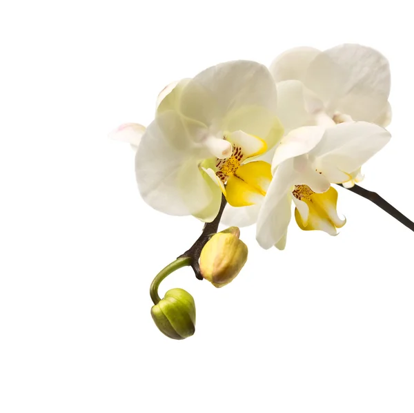 桂枝在白色背景上的朵朵兰花 — 图库照片
