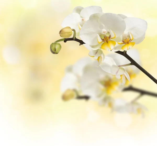 Branch blossoming orchids — Stock Photo, Image