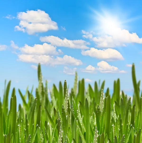 在阳光灿烂的夏天天绿色草原 — 图库照片