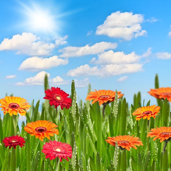 Gerberas in a meadow on a sunny day — Stock Photo, Image