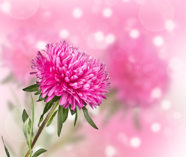 Астроцветок на размытом фоне
