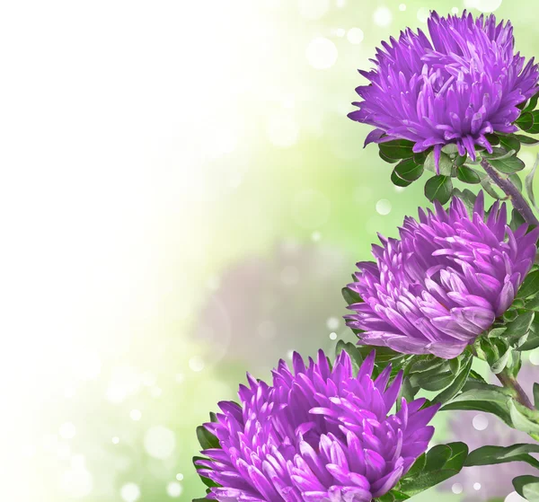 Fliederfarbene Chrysanthemen auf weichem Hintergrund Bokeh — Stockfoto
