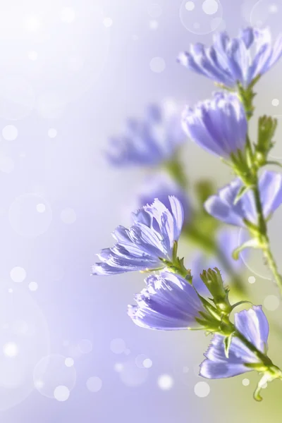 Flores silvestres knapweed —  Fotos de Stock