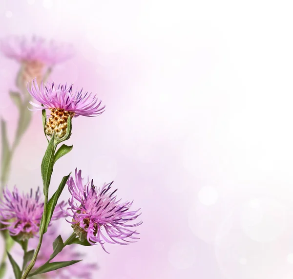 Luční květ knapweed na měkké pozadí — Stock fotografie