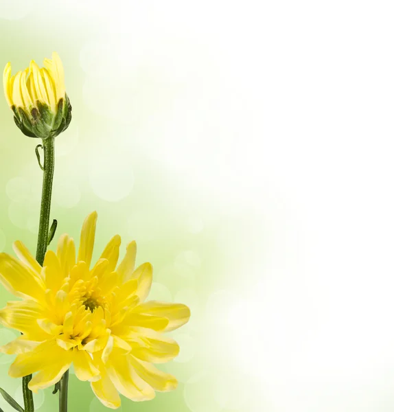 Dos crisantemos amarillos —  Fotos de Stock
