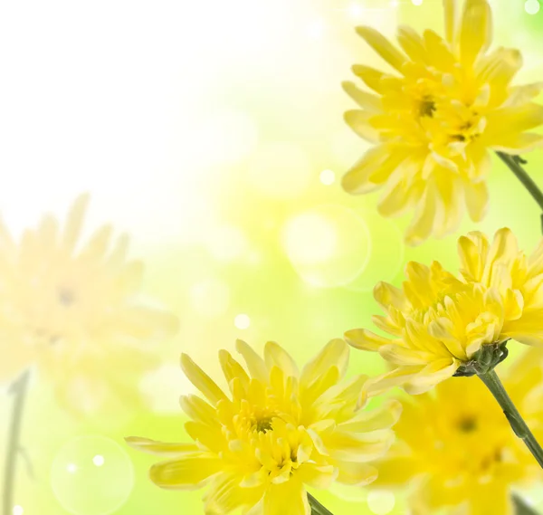 Délicats chrysanthèmes jaunes sur un fond doux — Photo