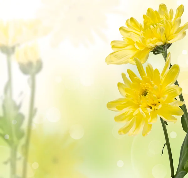 柔らかい背景に繊細な黄色の菊 — ストック写真