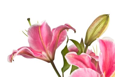 pembe lily çiçek çiçeklenme