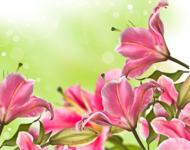 pembe lily çiçek çiçeklenme