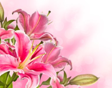 pembe lily çiçek çiçeklenme