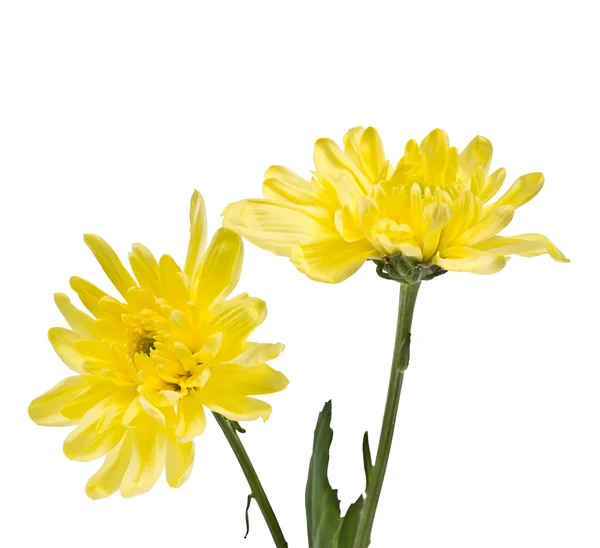 Delicate yellow chrysanthemums on white background — Stock Photo, Image