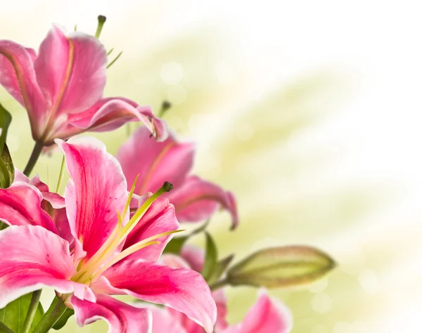 Roze lily bloem bloeien — Stockfoto