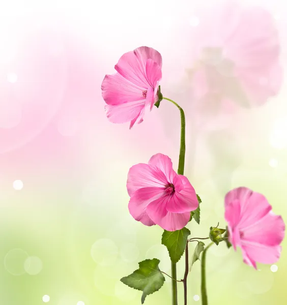 Lavater roze bloemen — Stockfoto