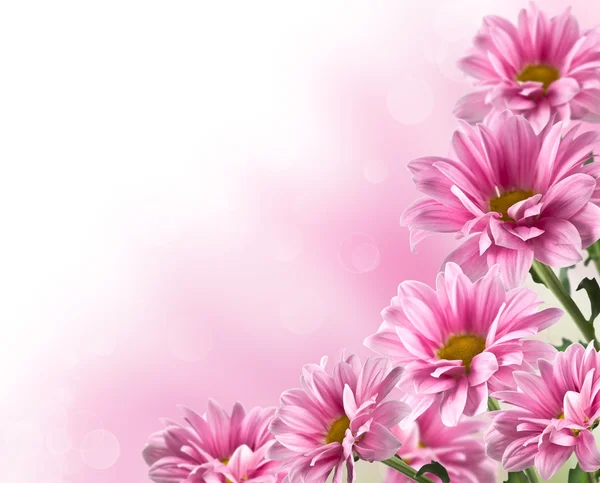 Bloei chrysant-roze bloemen — Stockfoto