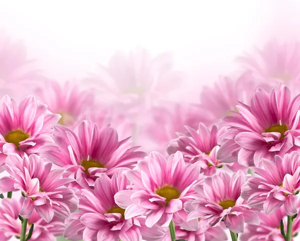 Fleurs de chrysanthème à fleurs roses — Photo