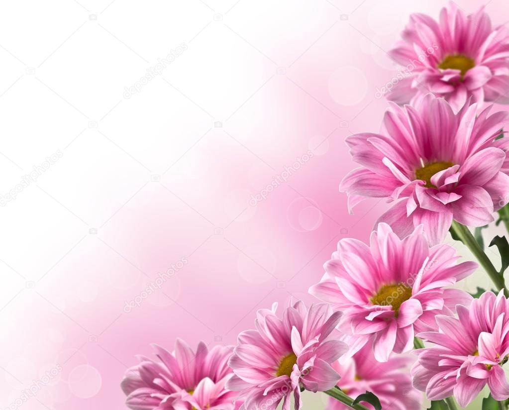 pink blooming chrysanthemum flowers
