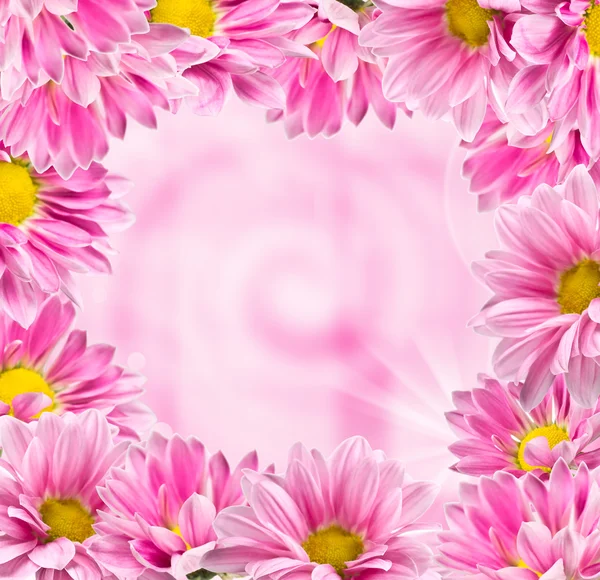 Framed color pink chrysanthemums — Stock Photo, Image