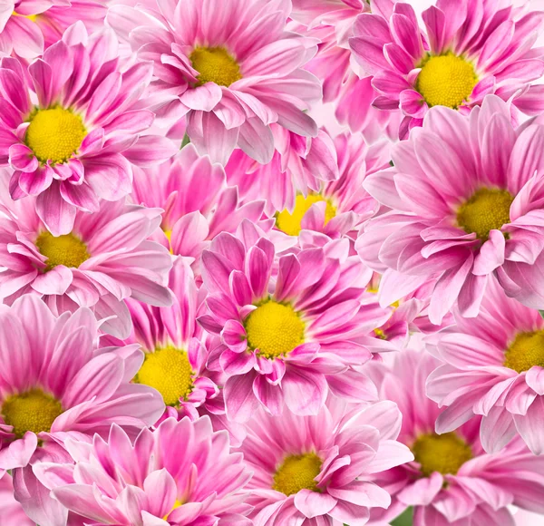 Roze chrysant bloemen — Stockfoto