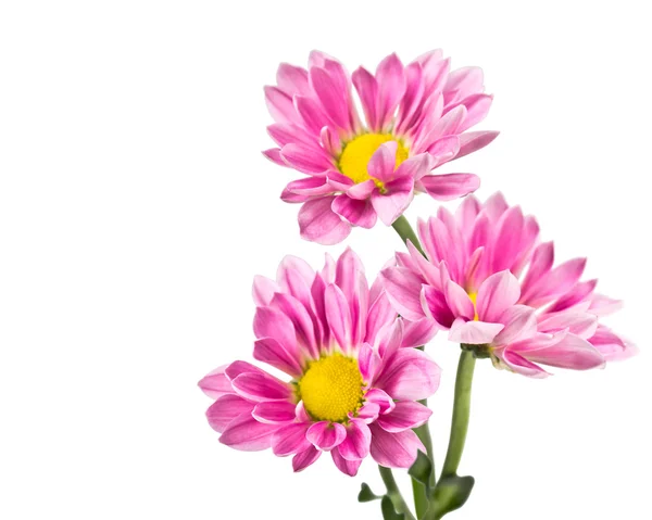 Tres flores de crisantemo rosa — Foto de Stock