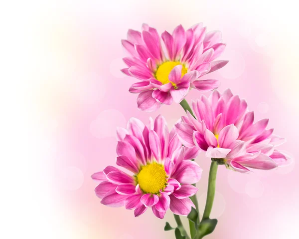Three pink chrysanthemum flowers — Stock Photo, Image