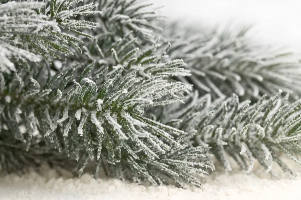 Snow-covered fir branches — Stock Photo, Image