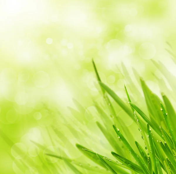 Green spring grass on bokeh background — Stock Photo, Image