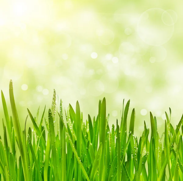 Grass on bokeh background — Stock Photo, Image