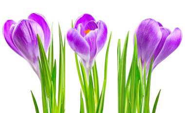 Çiğdem bahar çiçek çiçeklenme