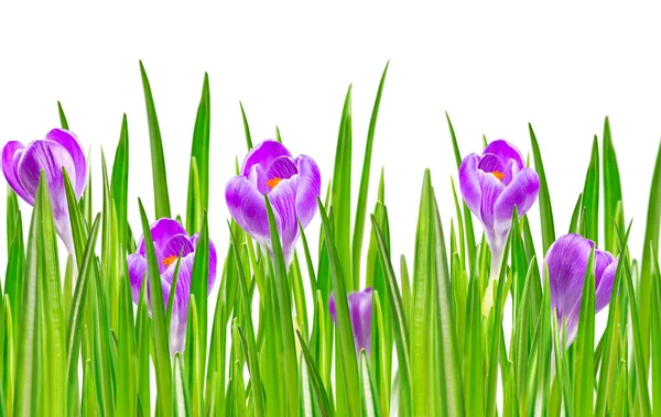 Blooming spring crocus flower — Stock Photo, Image
