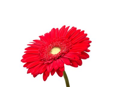 iki kırmızı gerbera çiçekleri