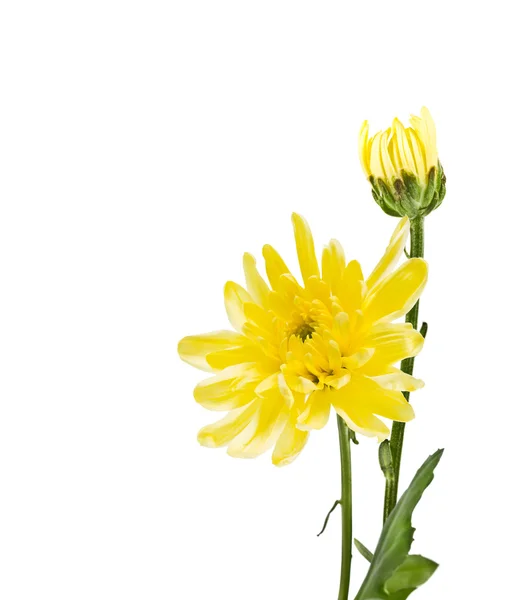 Blooming yellow chrysanthemum — Stock Photo, Image