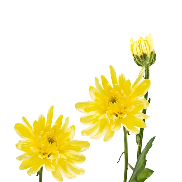 Blühende gelbe Chrysanthemen — Stockfoto