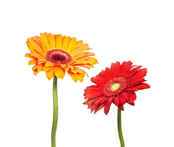 Zwei Blumen der Gerbera — Stockfoto