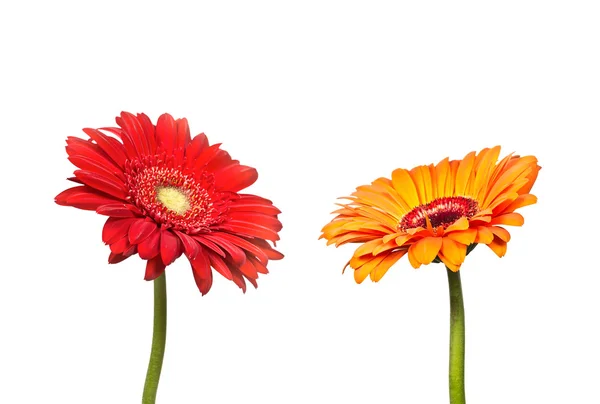 Iki gerbera çiçekleri — Stok fotoğraf