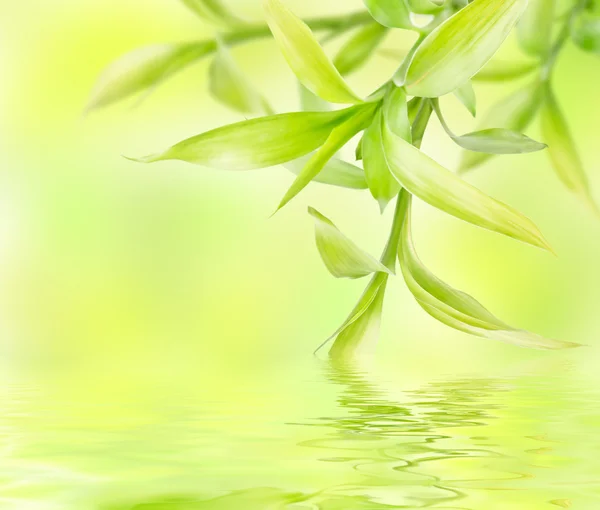 Fundo verde abstrato com bambu — Fotografia de Stock