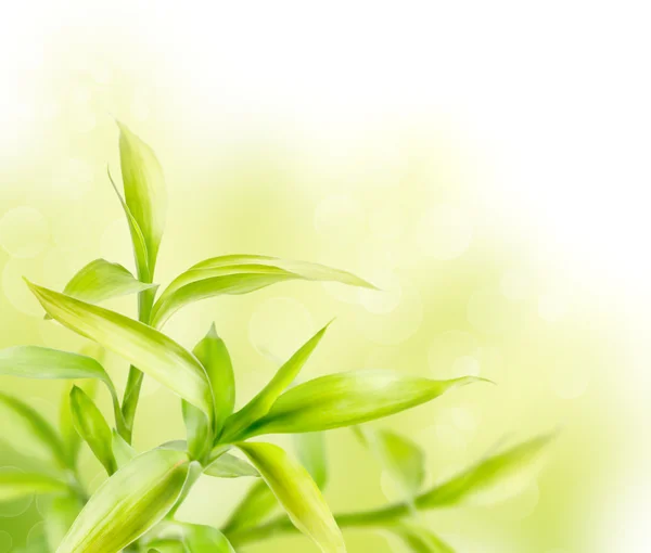 Abstract green background with bamboo — Stock Photo, Image