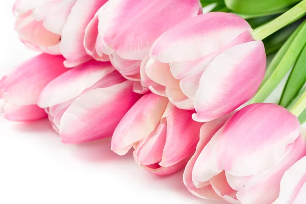 Blooming tulips on white — Stock Photo, Image