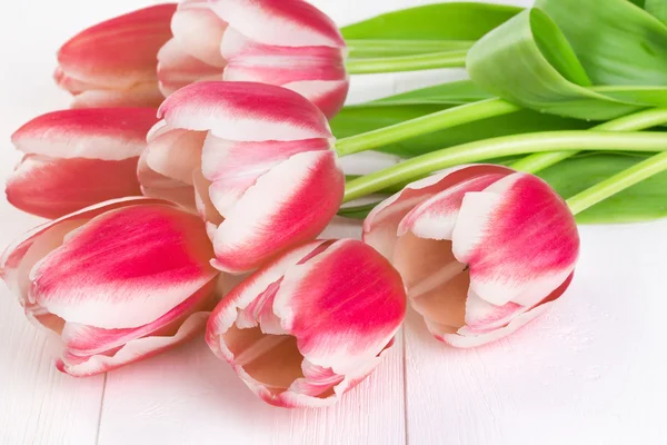 Red blooming tulips — Stock Photo, Image